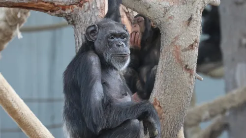 Un des plus grand enclos pour chimpanzés a vu le jour à...