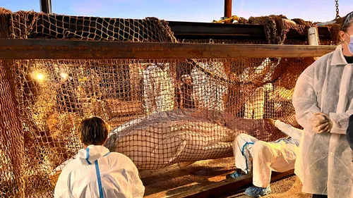 Le Béluga coincé dans la Seine est mort 