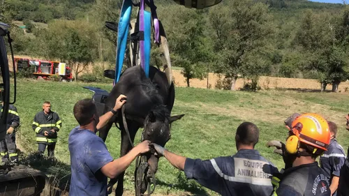 Pélussin : Sauvetage d'un cheval par les pompiers