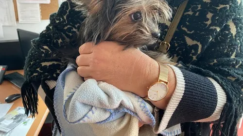 SPA de Saint-Etienne : "les animaux ne sont pas des jouets"