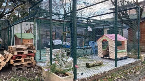 1 million d'euros pour la SPA à Saint-Etienne 