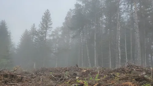 Loire : la filière forêt-bois du département marquée par le...