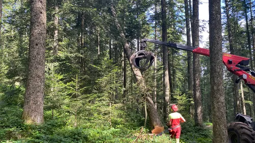 Vivre dans la peau d’un bûcheron le temps de quelques heures 