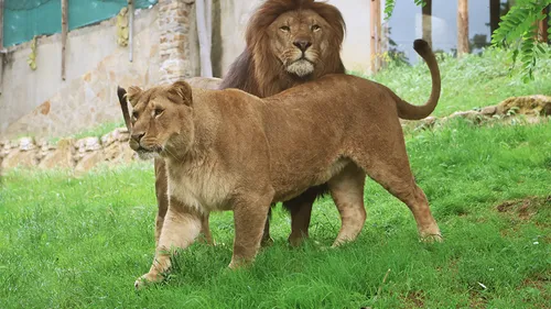 Saint-Martin-la-Plaine : Ysis et Yoda s’envolent pour l’Afrique du...