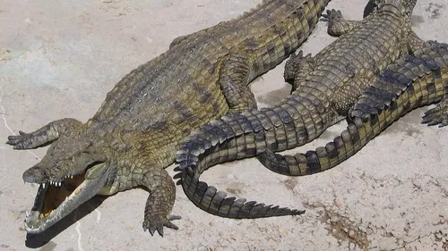 Des chercheurs stéphanois découvrent que les crocodiles sont...
