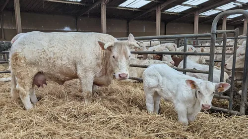 Salon de l’Agriculture : une vache ligérienne choisie pour un...