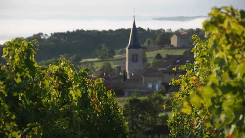 Les vendanges avancées dans la Loire en raison des fortes chaleurs 