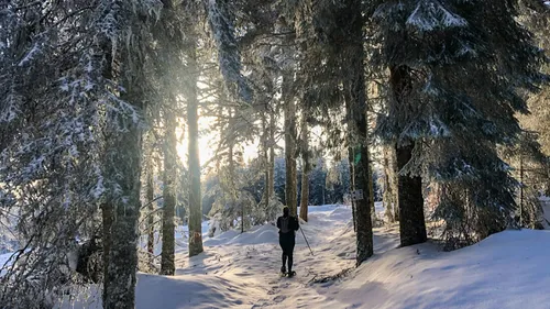 Des veillées nordiques proposées dans les monts du Forez