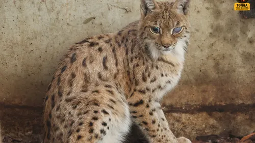 Saint-Martin-la-Plaine : Tonga Terre d'Accueil recueille un lynx...