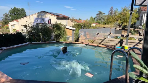 Insolite : à Saint-Galmier, le sanglier termine dans la piscine