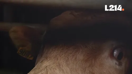 Abattoir de Saint-Romain-de-Popey : Une suspension partielle de...