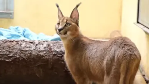 Saint-Martin-la-Plaine : un caracal recueilli par Tonga Terre...