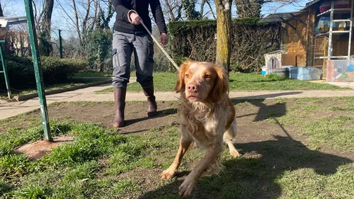 SPA de Saint-Étienne : les chiens auront un plus grand espace de jeux