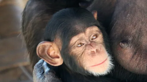 Arkane, Aron ou Atimé ... choisissez le nom d'un chimpanzé à...