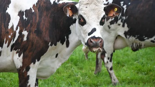 Roanne : La vache Marguerite est sauvée 