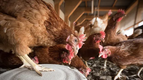 Montbrison : Offrez une seconde vie à une poule pondeuse !