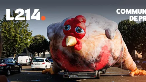 L214 va déployer un poulet géant à Saint-Etienne ce jeudi