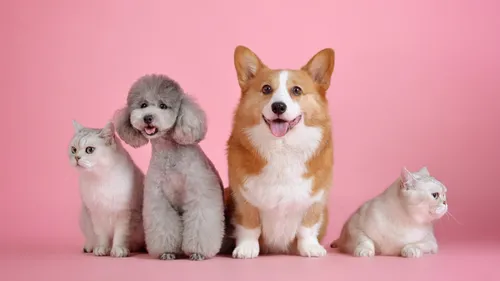 Le Salon de l'adoption d'animaux c'est oui, le Salon du Chiot c'est...