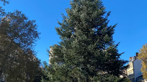 [VIDEO] Noël: le sapin installé à Saint-Etienne 