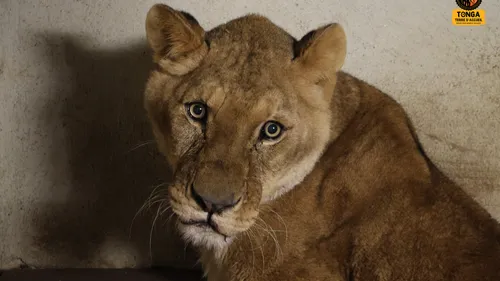 Tonga Terre d’Accueil recueille 3 lionnes de cirque
