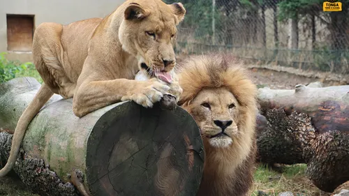 Saint-Martin-la-Plaine : deux lions quittent le zoo pour l'Afrique...