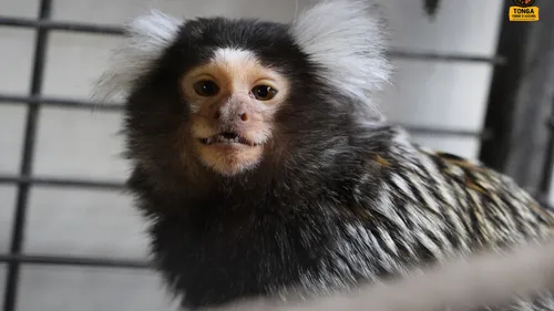 Un ouistiti recueilli par Tonga Terre d'Accueil 