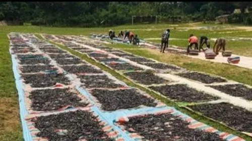 Deux Ligériens se font une place sur le marché de la Vanille