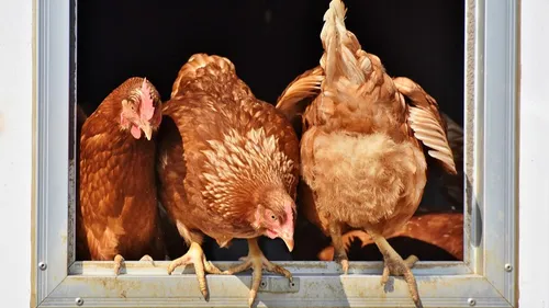 Plus de 8000 poules abattues dans le Forez à cause de la salmonelle