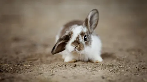 2000 lapins sont morts dans un incendie à Champoly