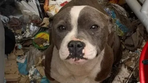 La Fouillouse : Elle est condamnée à 3000 euros d'amende après...