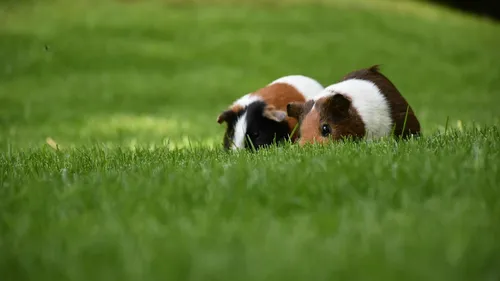 Sorbiers : mais d'où viennent ces dizaines de cochons d'Inde...