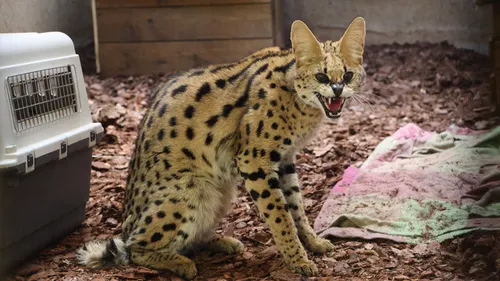 Tonga Terre d'Accueil recueille un serval... qui se baladait dans...