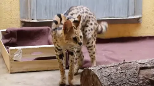 Un 20eme serval recueilli  au zoo de Saint-Martin-la-Plaine
