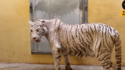 Des lionnes et une tigresse recueillies par Tonga Terre d'Accueil 