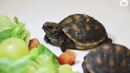 Saint-Martin-la-Plaine : le zoo annonce la naissance de 4 bébés...