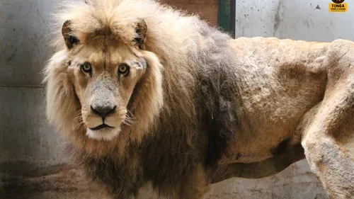 Tonga Terre d'Accueil : l'ancien propriétaire de Jon, le lion, fait...