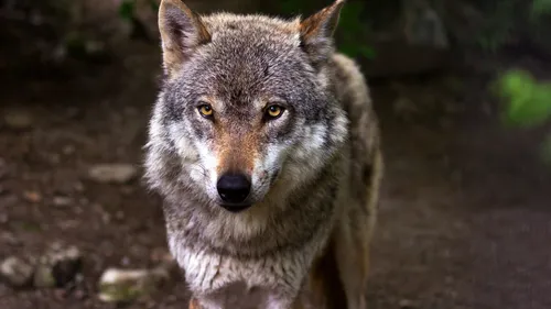 Loire : Un loup aperçu à Châteauneuf