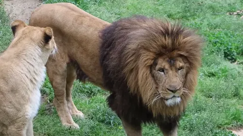 Saint-Martin-la-Plaine : une deuxième opération pour Yembé 