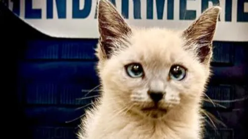 Insolite : les gendarmes de la brigade de Marmande font appel aux...