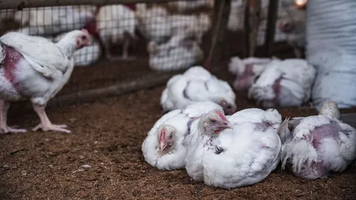 Grippe aviaire: Un nouveau foyer, à Winnezeele