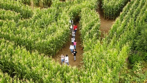Nord : un incendie menace un labyrinthe de maïs ouvert au public