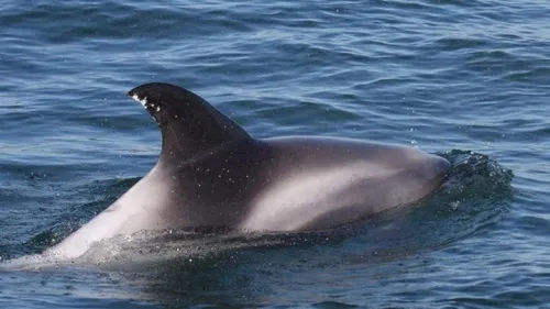 Berck-sur-Mer: Une quinzaine de marsouins observés au large 