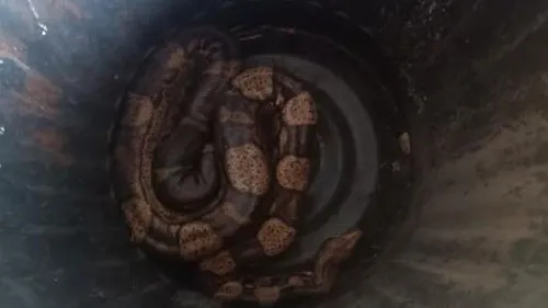 Insolite! un boa constrictor retrouvé sur l'A26! 