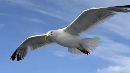 Grippe aviaire: 40 goélands morts aux portes du pas-de-calais