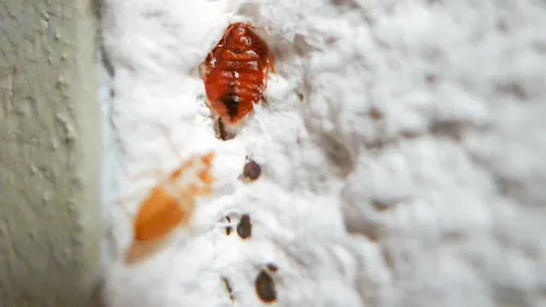 Signalement de punaises de lit : une société de désinfection en...