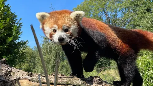 Le zoo de Lille rouvre ses portes ce samedi 5 février