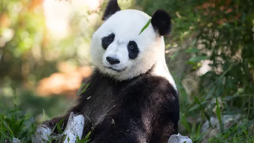 GAGNEZ VOTRE SÉJOUR EN FAMILLE AU ZOOPARC DE BEAUVAL !