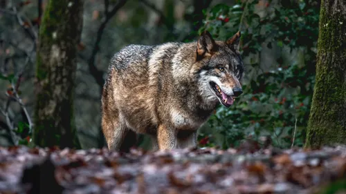 GAGNEZ VOS ENTRÉES AU PARC ARGONNE DÉCOUVERTE