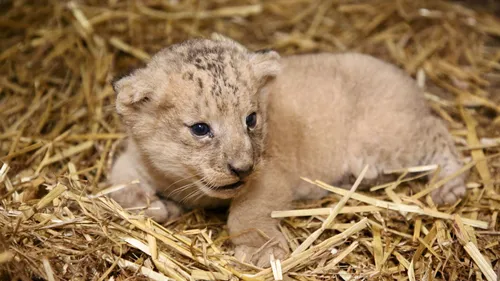 Pairi Daiza annonce la mort de son lionceau
