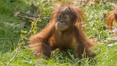 Un bébé orang-outan est décédé à Pairi Daiza